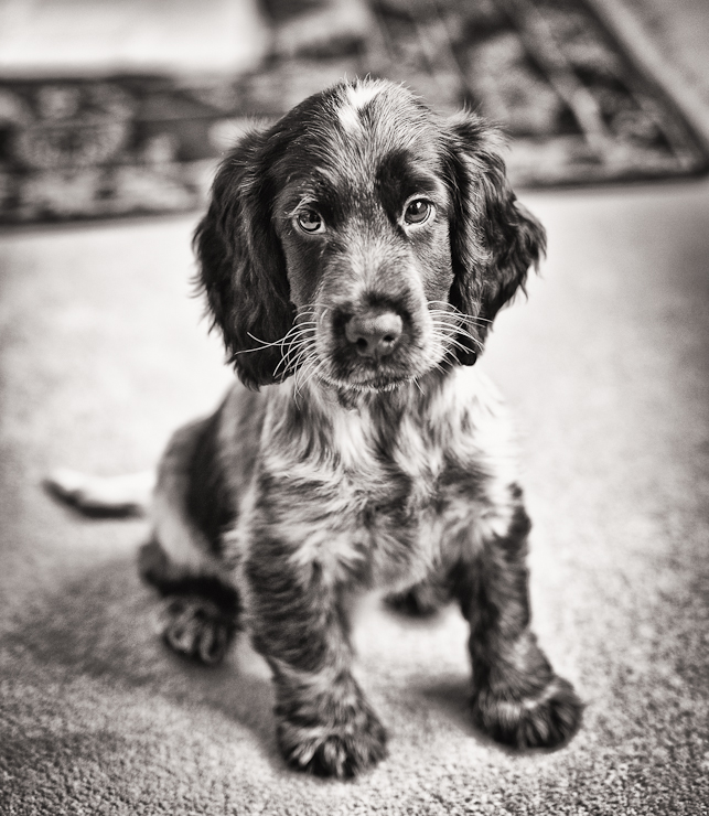 Pet Photography Wiltshire – Canine Photography