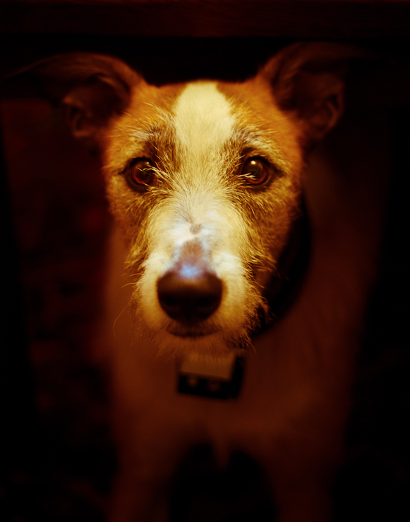 Dog Photography Swindon | Creative Dog Photos | Petsmartphoto
