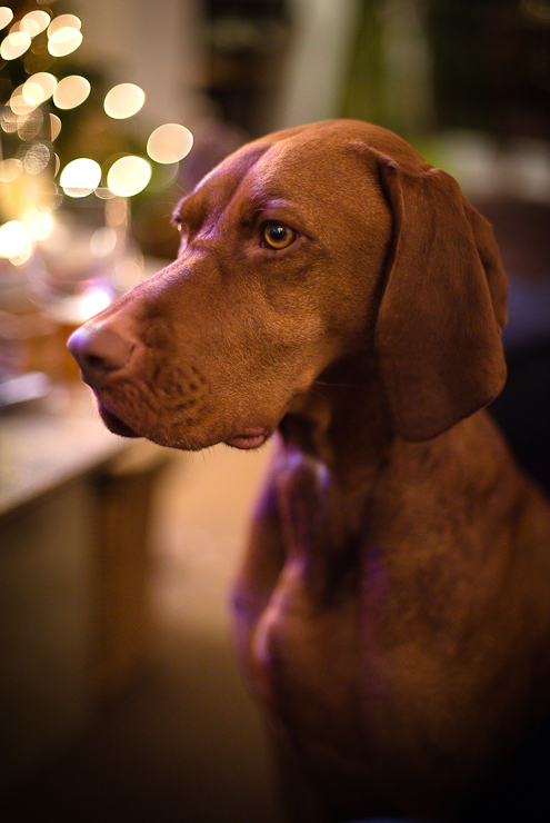 Pet Photography Marlborough | Creative Canine Portraits | Petsmartphoto