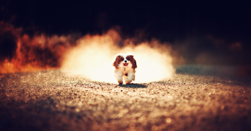 Pet Portraits Wiltshire – Dog Photography – Petsmartphoto