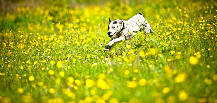 Wiltshire Canine Photography | Stunning Dog Portraits | Petsmartphoto
