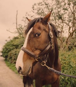Horse photography Wiltshire, Berkshire, Hampshire, Oxfordshire.